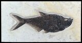 Huge Diplomystus Fish Fossil - Wyoming #47548-1